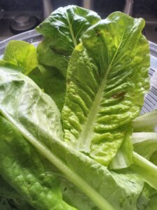 Flashy troutback romaine after it's been washed and dried