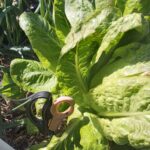 Lettuce – Chop and Replace Method