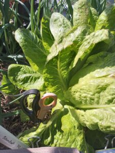 A head of flashy troutback romaine lettuce.