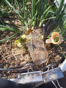 Harvested head of romaine lettuce