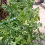 Snow Peas and a Tornado Warning