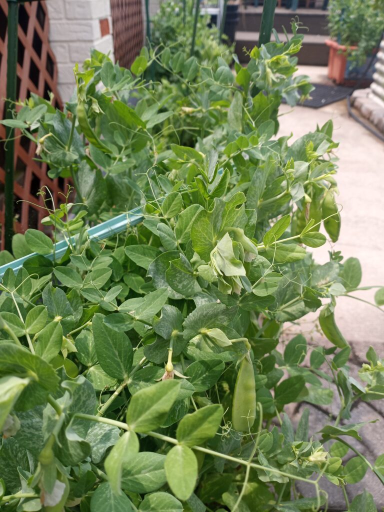 Bountiful peas