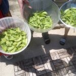 Peas, Please!
