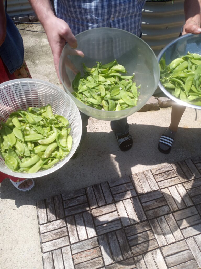 Thankful for help harvesting