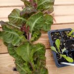 Can I eat bolted lettuce leaves?