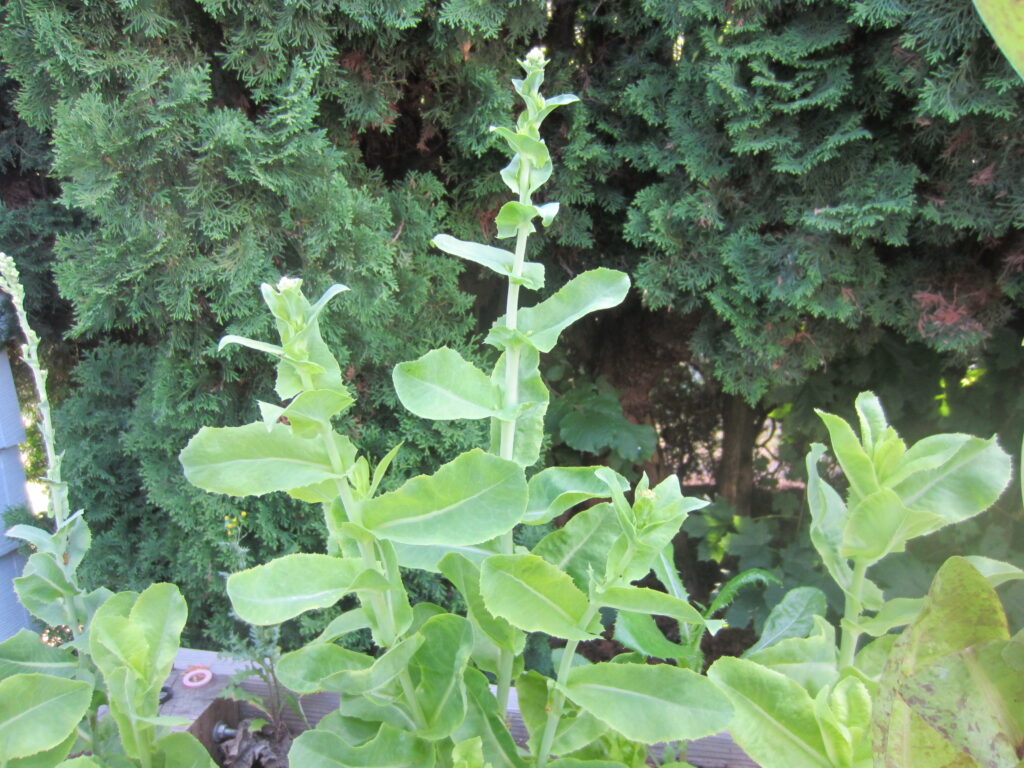 A fully bolted lettuce plant