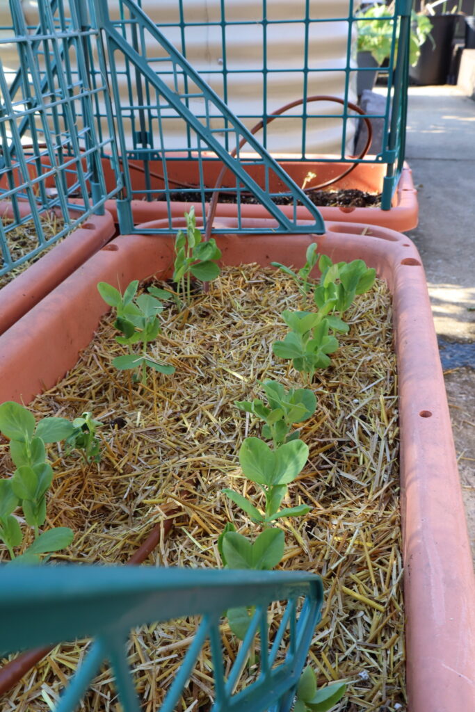 Snow peas temperature