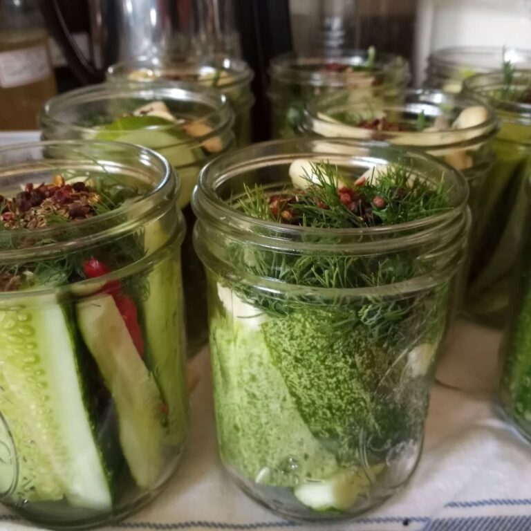 Glass jars filled with cucumber pickles, dill, and spices arranged on a kitchen counter