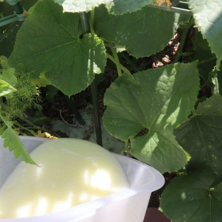 White bowl containing whey liquid positioned next to cucumber plants with large green leaves