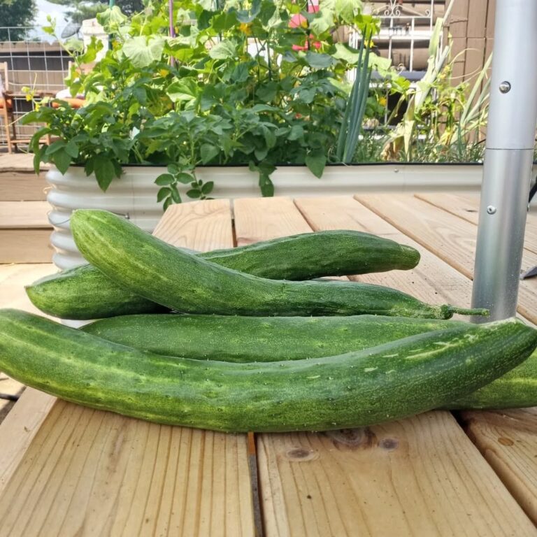 Several curved and misshapen cucumbers on a wooden deck with raised garden beds in the background