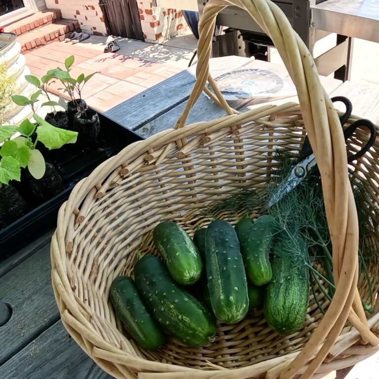 Wicker basket filled with small green pickling cucumbers next to cucumber seedlings on a wooden deck