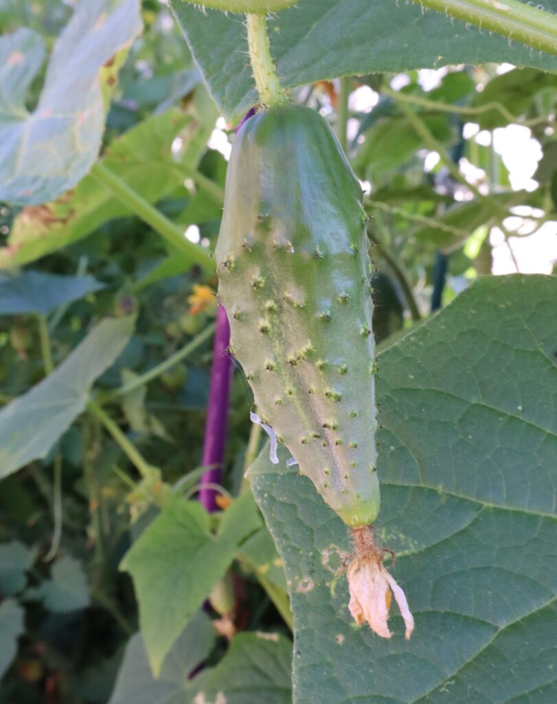 A misshapen cucumber hanging from the vine with a bulbous bottom end and tapered top, showing signs of incomplete pollination