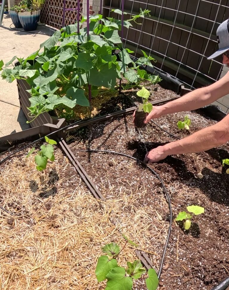 Hands planting small cucumber seedlings in raised garden bed with straw mulch and drip irrigation, with mature cucumber plants in background